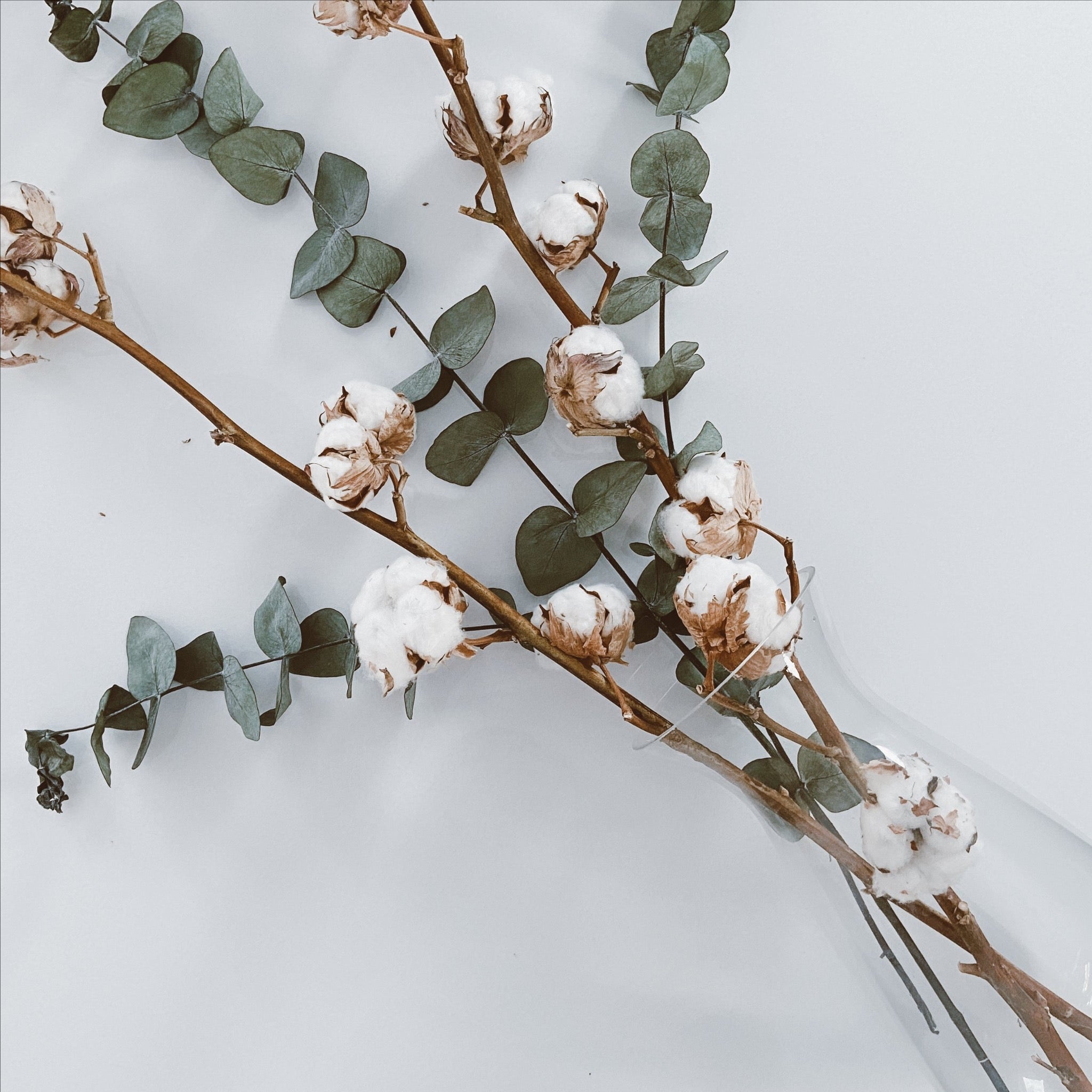 Bouquet Eucalyptus stabilisé (3 tiges)