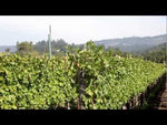 Charger et lire la vidéo dans la visionneuse de la Galerie, Revana Wines Cabernet-Sauvignon Terroir Series St. Helena
