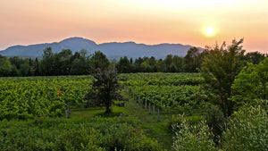Vignoble d'Orford