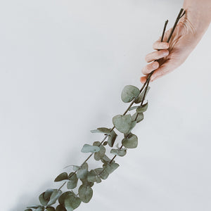 Bouquet Eucalyptus stabilisé (3 tiges)